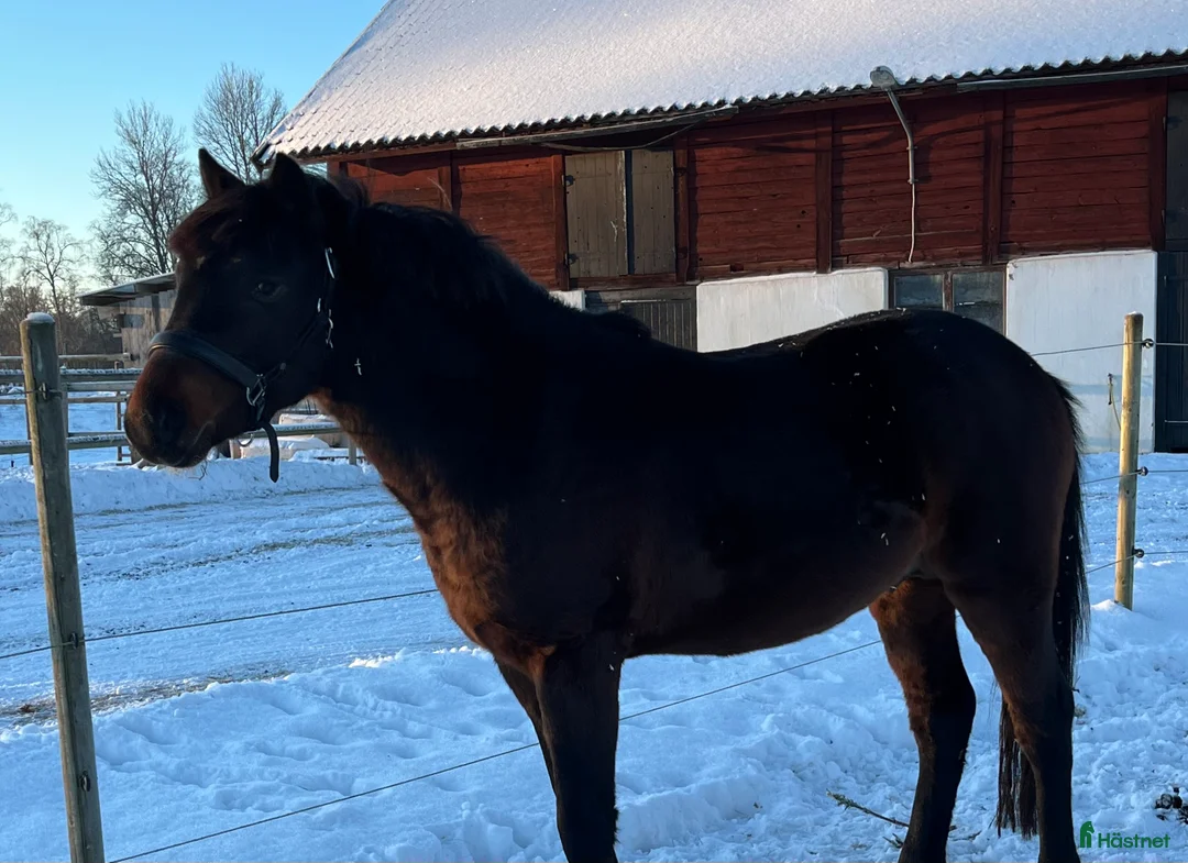 Allround hästar till salu: FYND!  - Annons 1