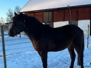 hästar FYND! - Annons 5