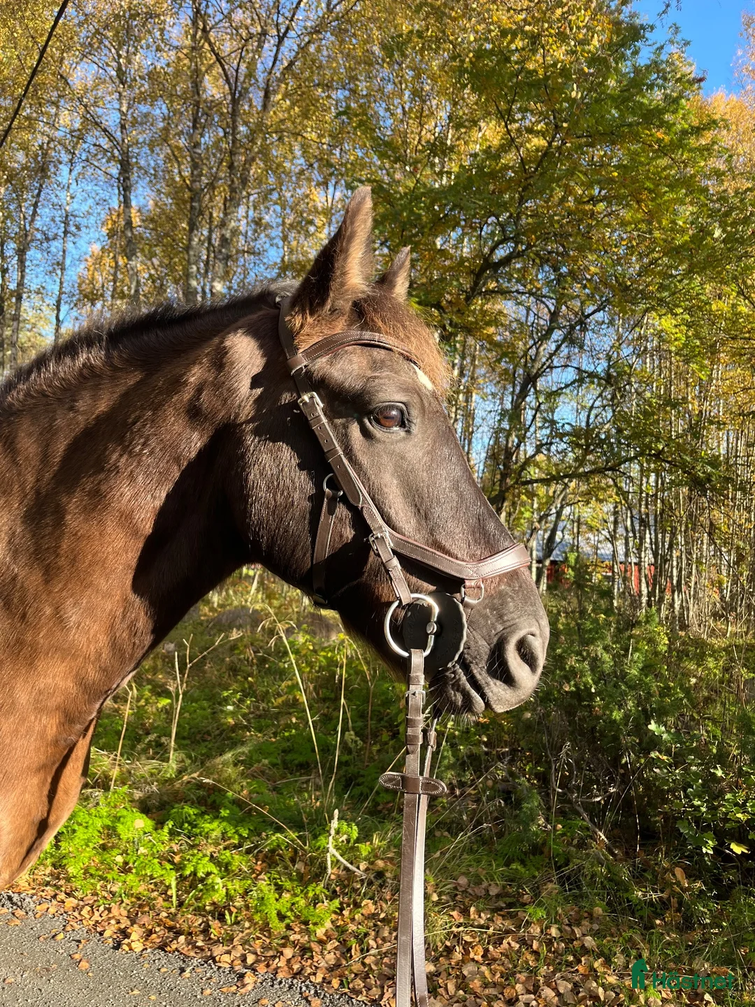 Allround hästar till salu: Snäll allroundvalack - Annons 1