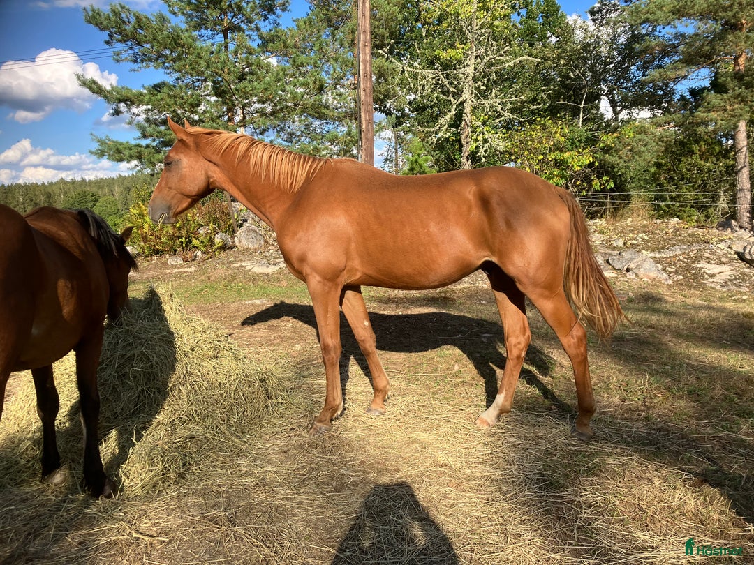 Hoppning hästar till salu: 2 åring SWB valack  i Hultsfred - Annons 2