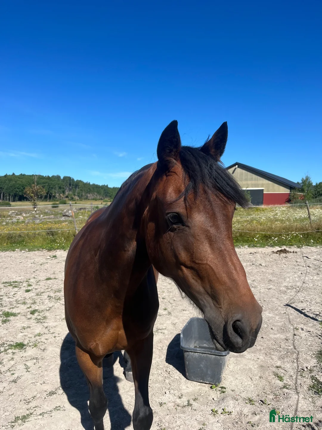 Allround hästar till salu: Underbara Selma D-ponny sto hopp/allround  - Annons 1