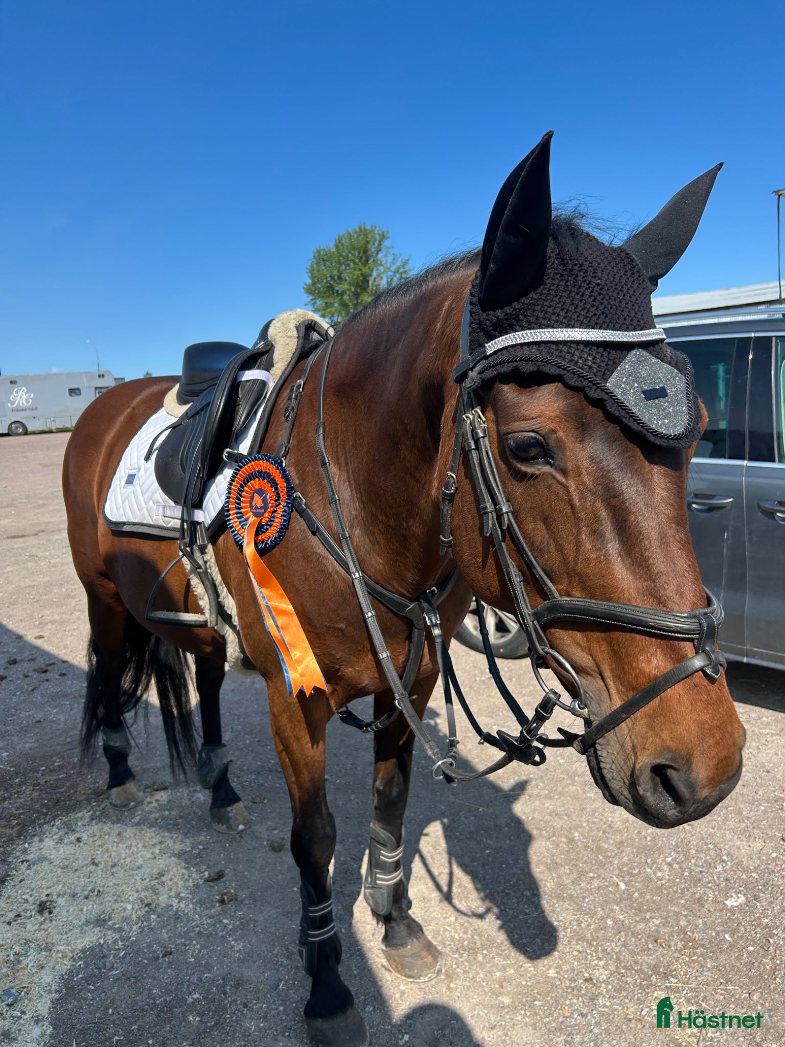  hästar Intressekoll läromästare - Annons 5