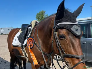 hästar Intressekoll läromästare - Annons 5