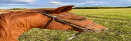 Allround hästar till salu: Snäll ridtravare i Stallarholmen - Annons 7