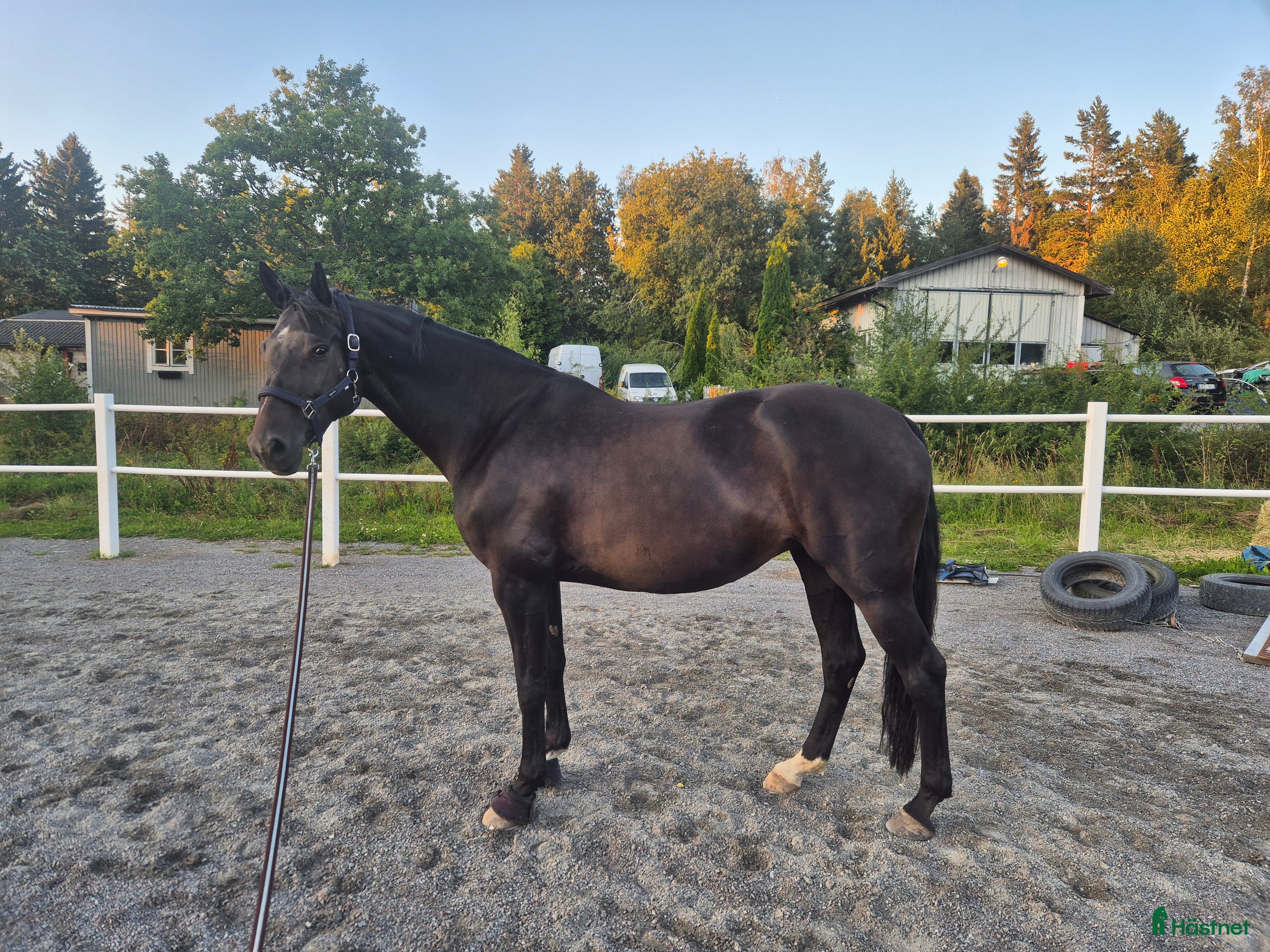  hästar Vackert sto med fin stam för valfri disciplin  i Sollentuna - Annons 18