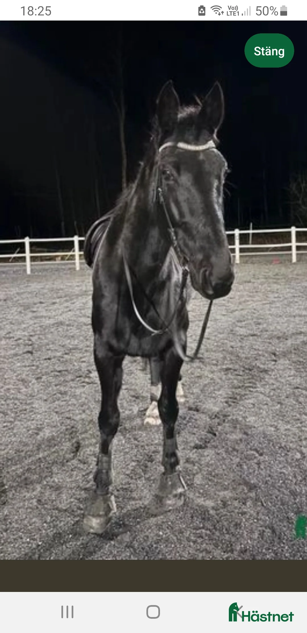 Allround hästar till salu: Supersnäll valack skogsmulle/sällskap - Annons 2