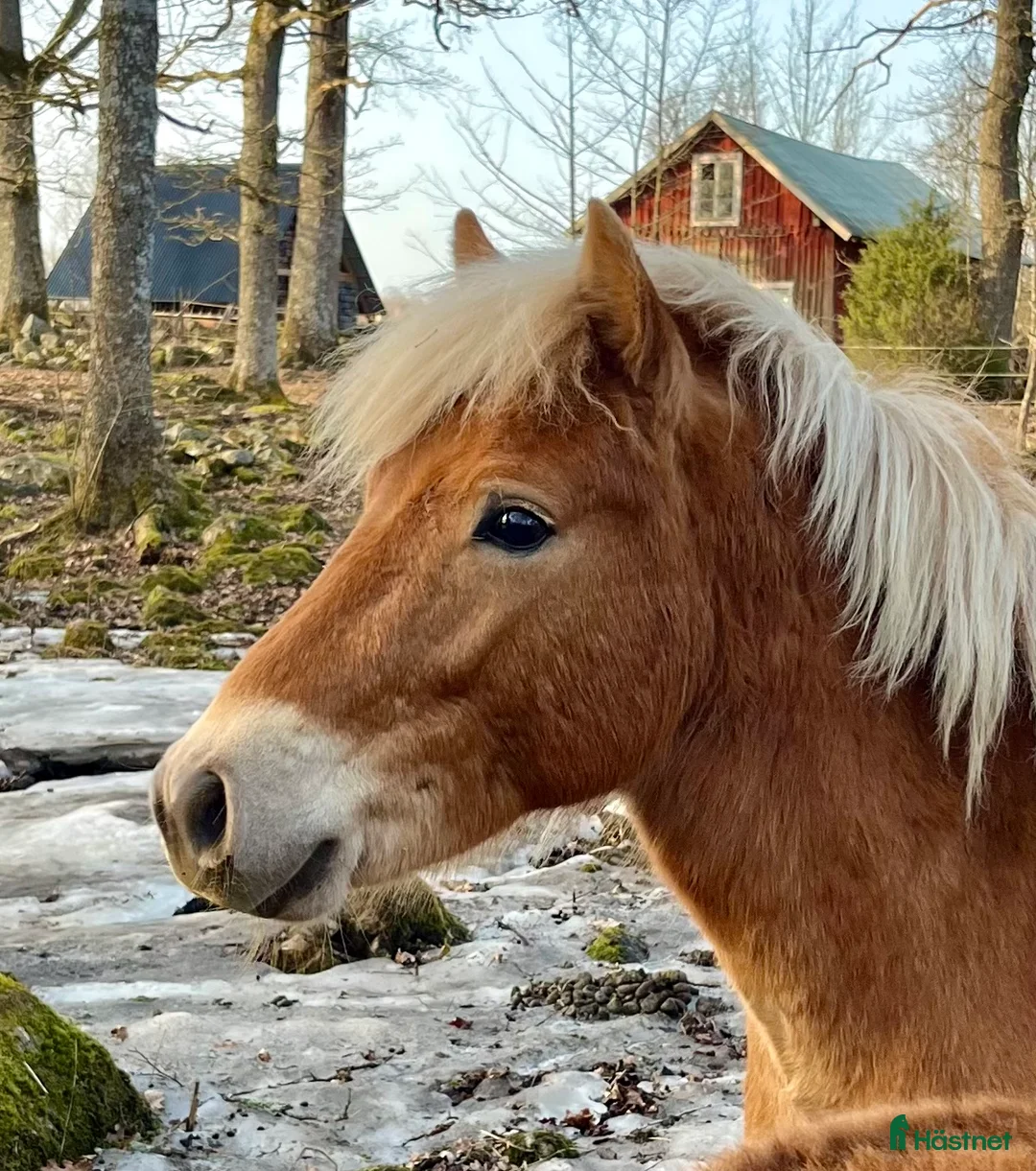 Allround hästar till salu: Lugn och stadig unghäst - Annons 1