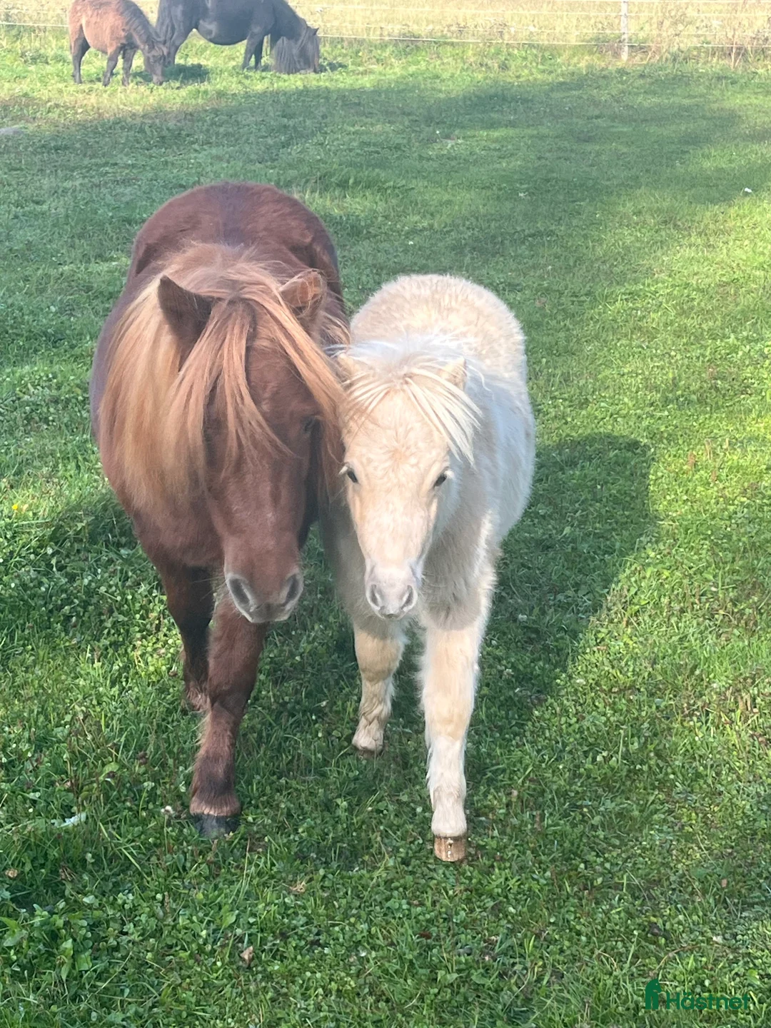 Övrigt hästar till salu: Minishetland föl i Falköping - Annons 2