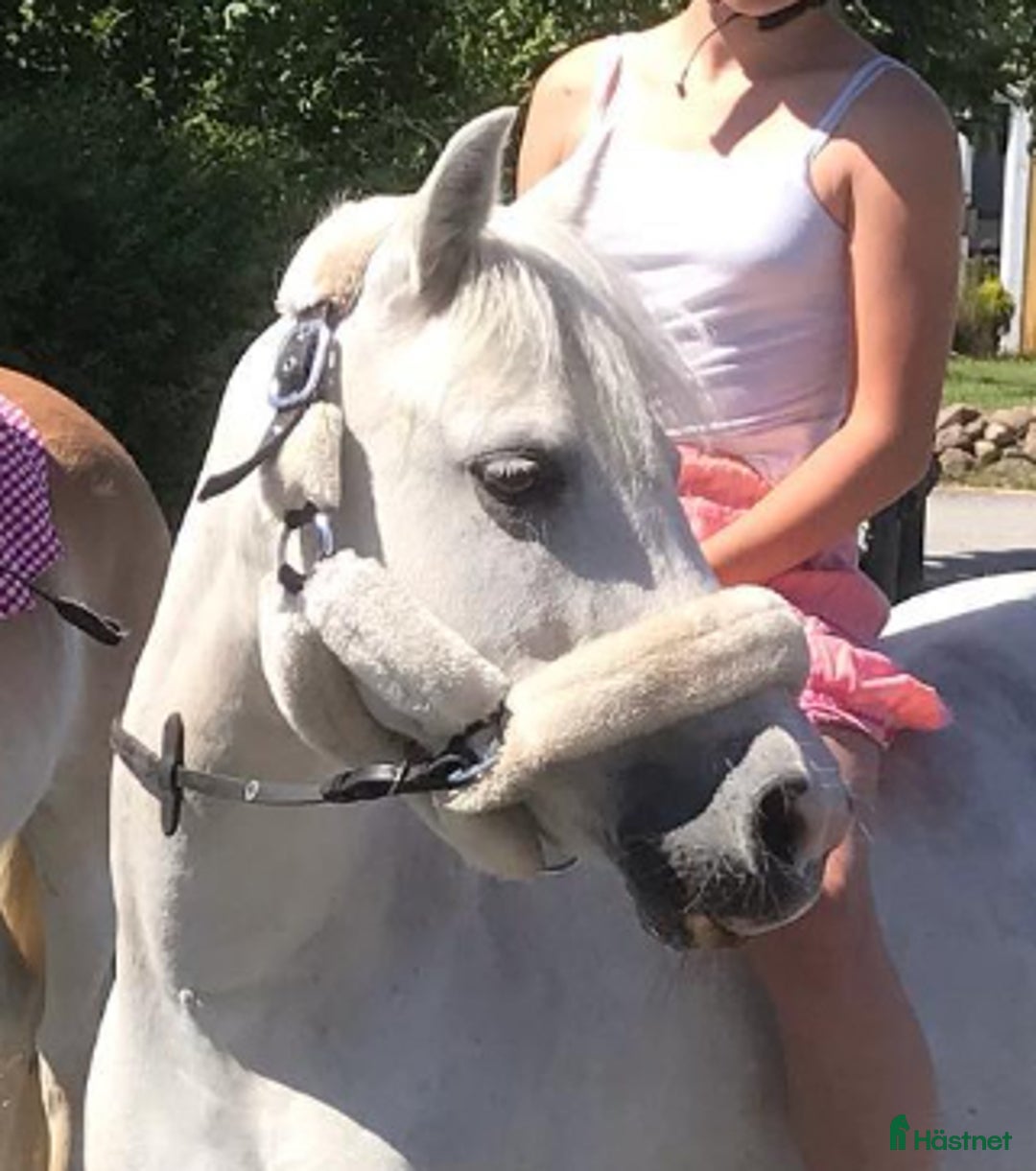 Övrig Hästutrustning hästutrustning till salu: Grimma med fluff i Jonstorp - Annons 1