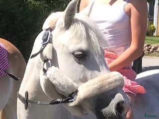 Övrig Hästutrustning hästutrustning till salu: Grimma med fluff i Jonstorp - Annons 8