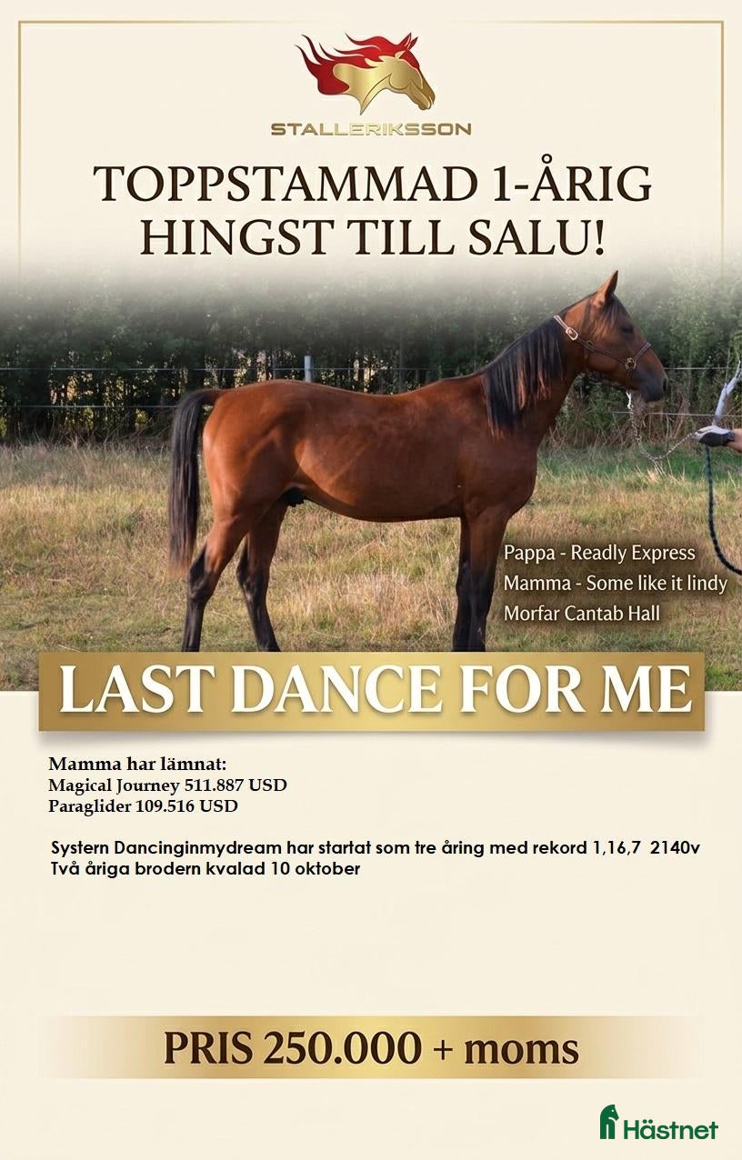  hästar 1 års hingst Readly Express-Bror tjänat 5 miljoner - Annons 16