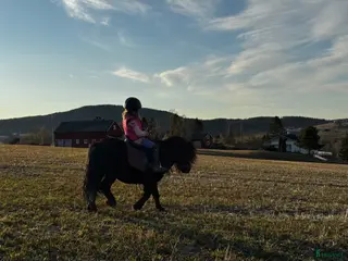 hästar Verdens beste ponni - Annons 17