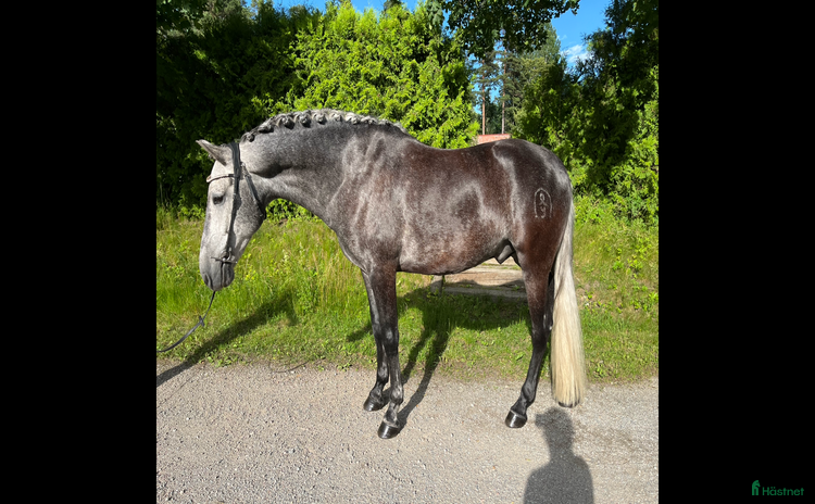  hästar i Enköping - Annons 4