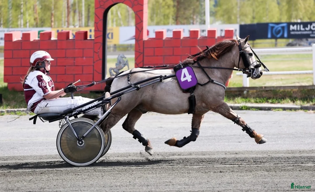 Trav hästar till salu: Fin tävlingsponny  i Skellefteå - Annons 2
