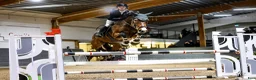 Hoppning hästar till salu: Tillfälle! 10-årig valack i Vänersborg - Annons 2