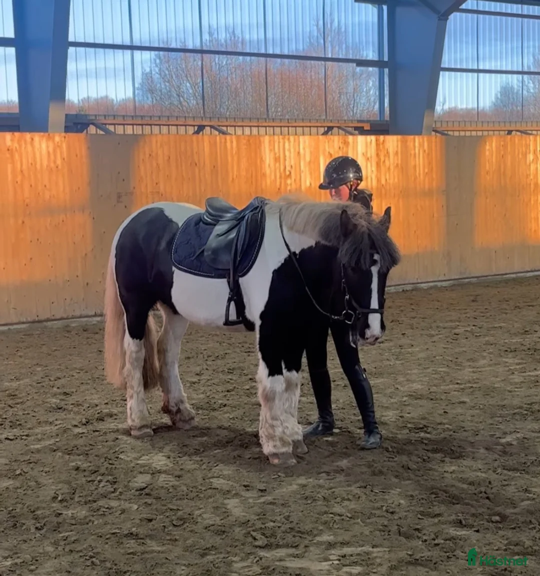 Allround hästar till salu: 🩵 Charmigaste pojken 🩵 - Annons 2