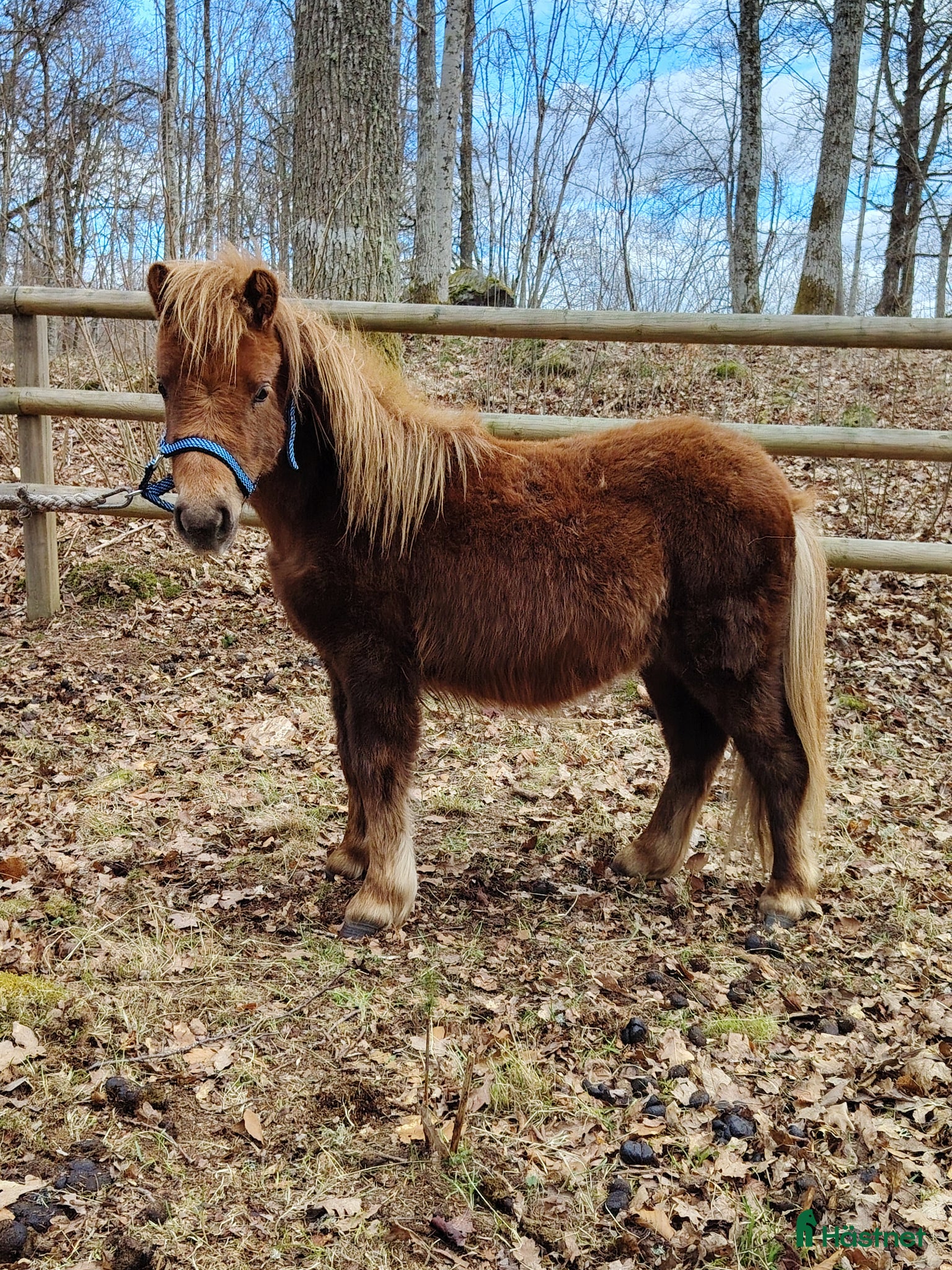  hästar Lipton söker sällskap!  - Annons 1