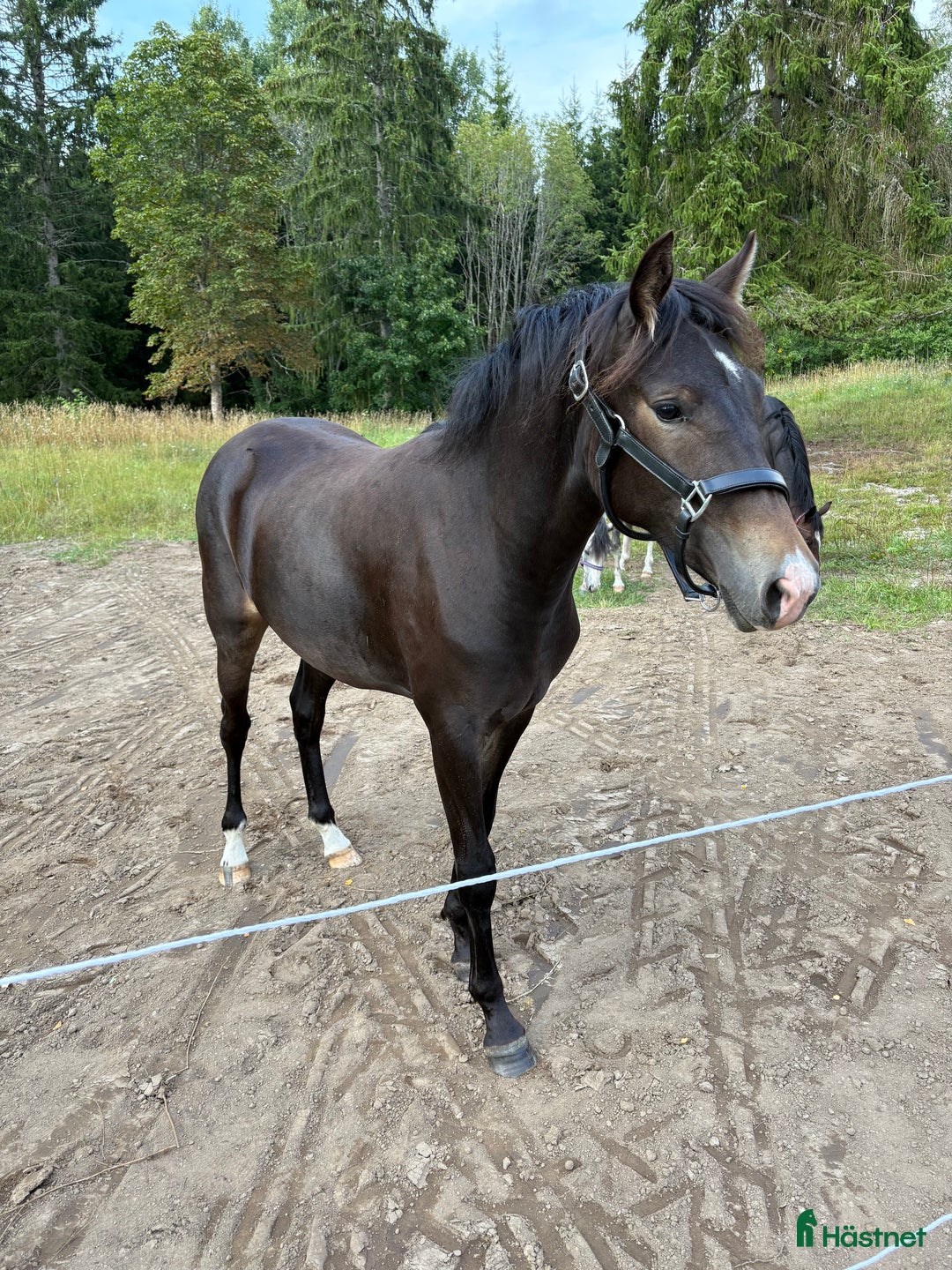 Allround hästar till salu: Fina Pommes-ponnyn i Vetlanda - Annons 2
