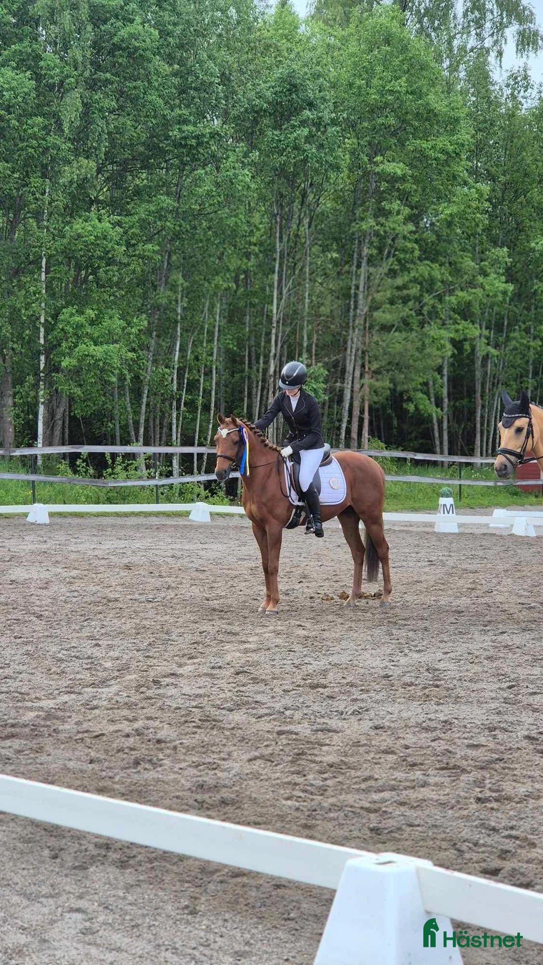 Allround hästar till salu: Mys Prinsen i Sundsvall - Annons 5