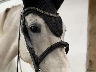 hästar Fint sto - Annons 15