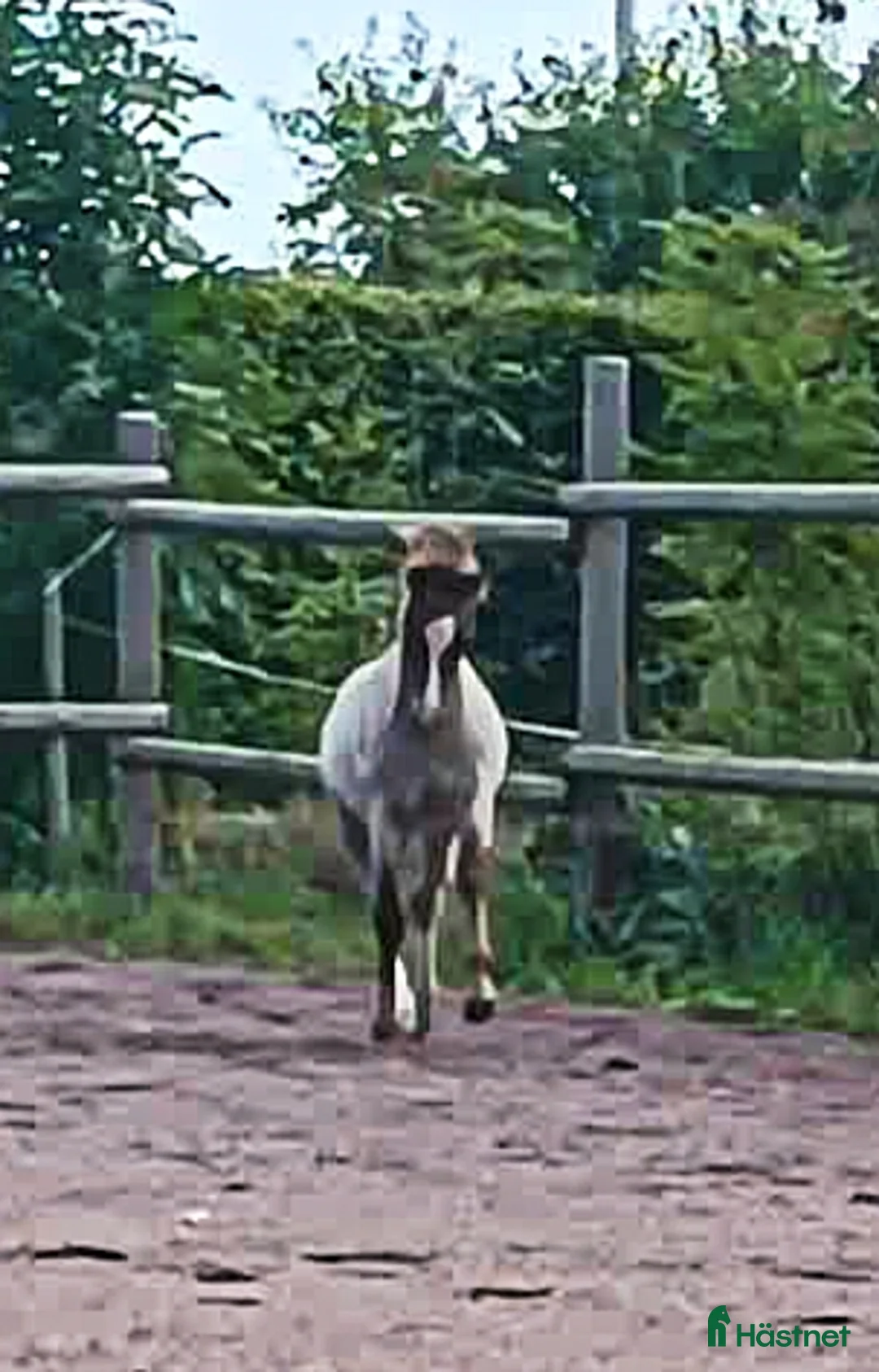 Allround hästar till salu: Welsh mountain hingst  - Annons 6