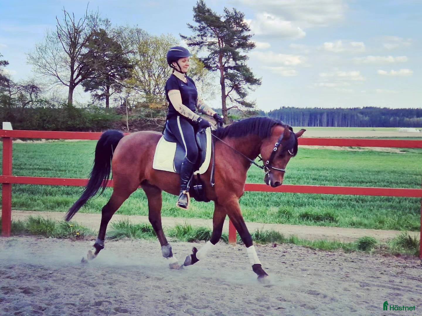  hästar 🌟 Vacker, stor och känslig arabvalack 🌟 i Tollered - Annons 18