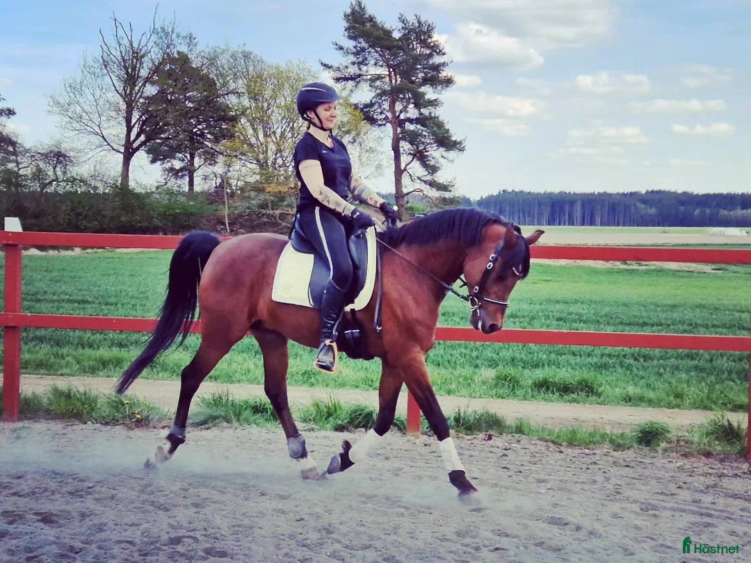 Allround hästar till salu: 🌟 Vacker, stor och känslig arabvalack 🌟 i Tollered - Annons 1