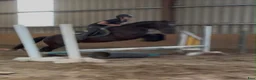 Allround hästar till salu: Handsome gelding 155cm - Annons 5