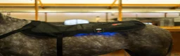 Övrig Hästutrustning hästutrustning till salu: CATAGO FIR-Tech LED Therapy Pad X84, 115 x 74 cm  i Göteborg - Annons 4