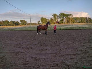 hästar 4 årigt sto säljes i Brålanda - Annons 18