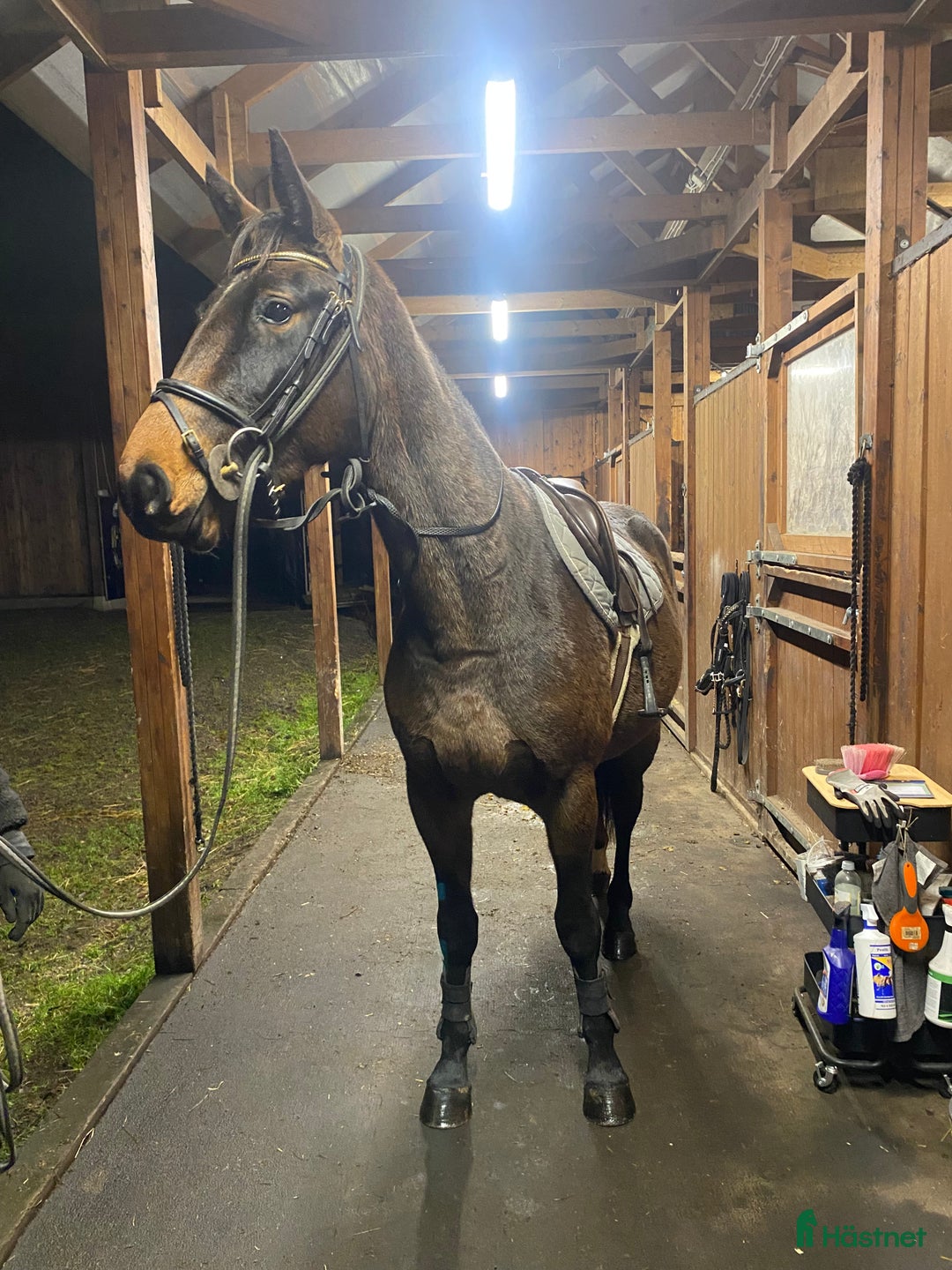 Hoppning hästar till salu: Unghäst för sporten✨ i Broakulla - Annons 1