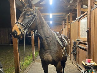 Hoppning hästar till salu: Unghäst för sporten✨ i Broakulla - Annons 3