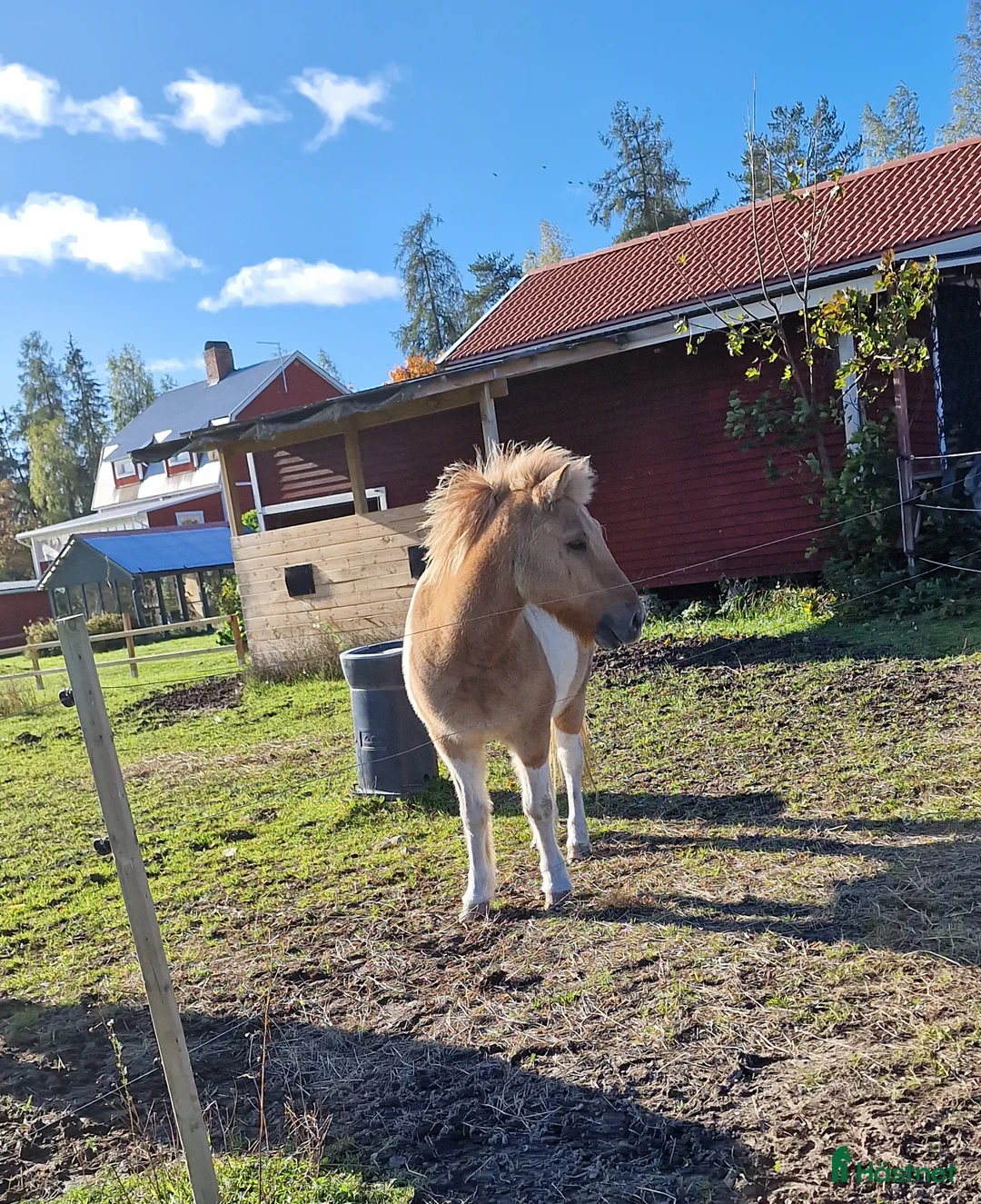 Island hästar till salu: Äldre islandsvalack till van ryttare  i Storvik - Annons 3