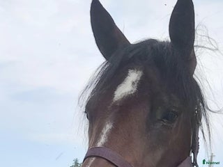 Trav hästar till salu: Varmblodstravare född -20 i Skara - Annons 1