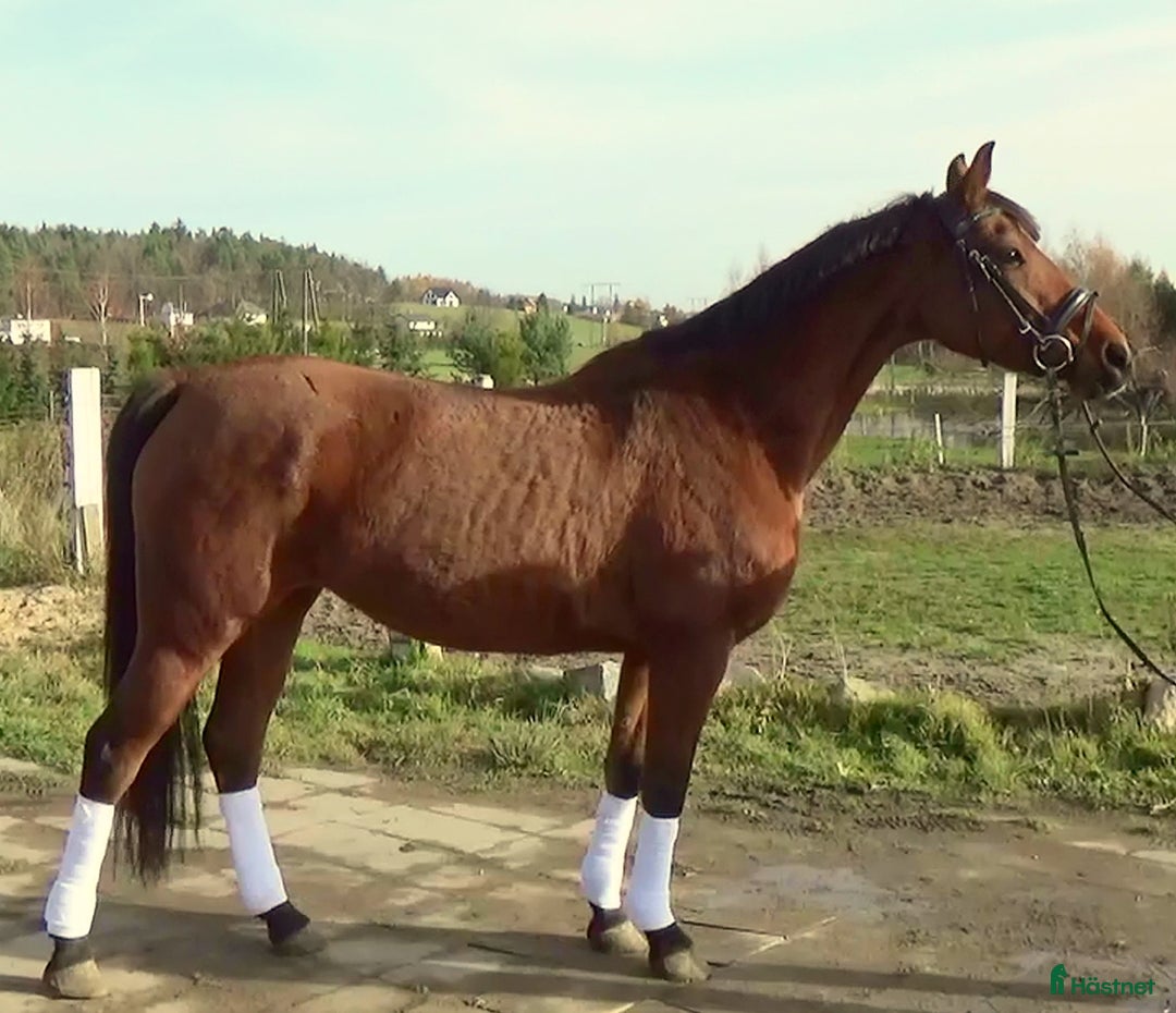 Allround hästar till salu: Top mover for some ambitious rider   i Örsundsbro - Annons 11