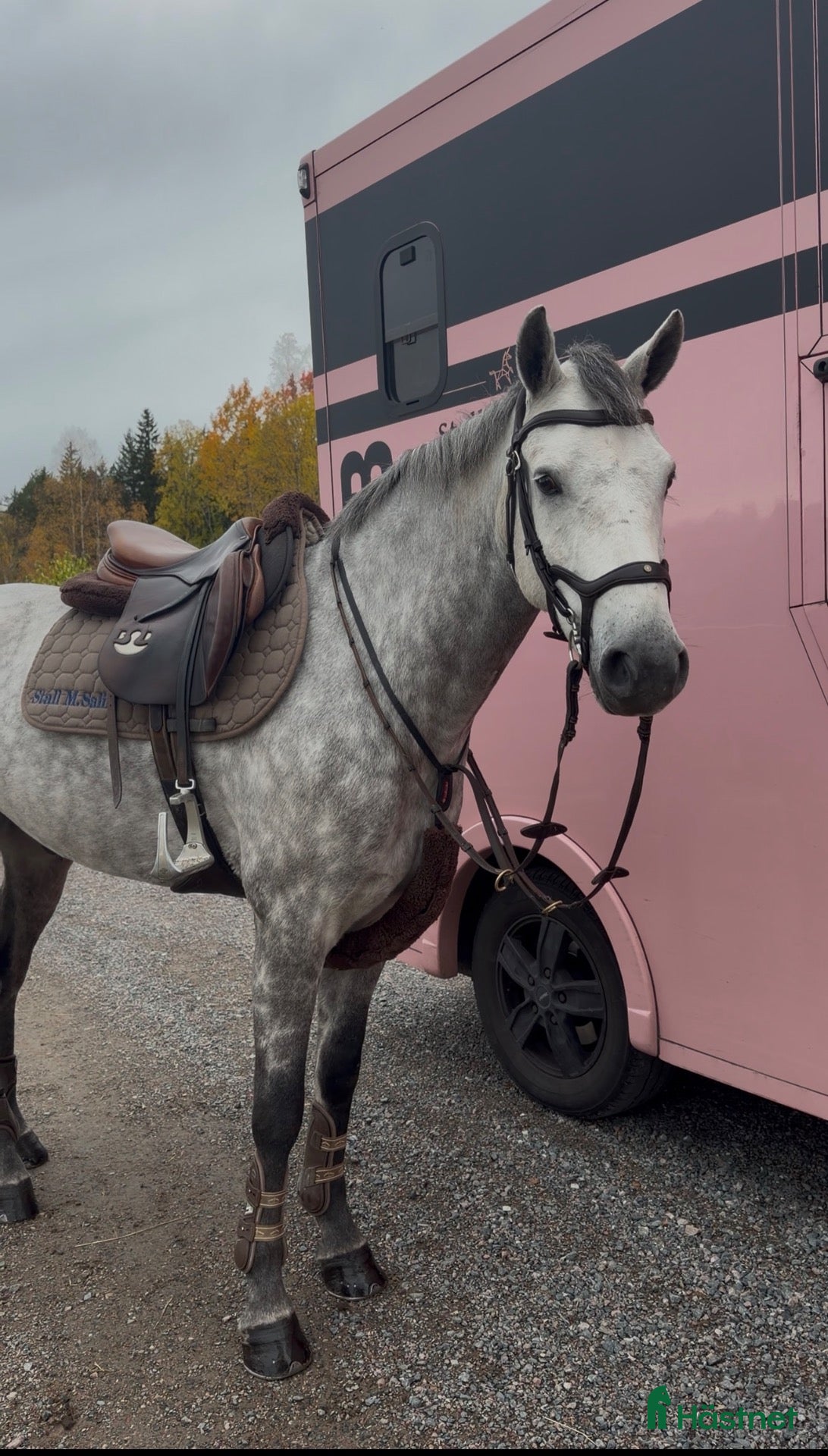  hästar till salu: Connemara med framtiden för sej ⭐️ - Annons 13