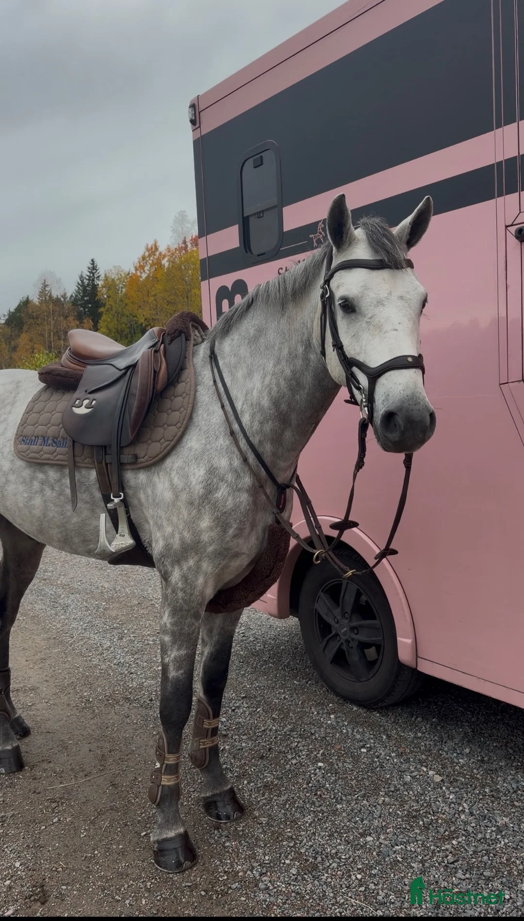 Hoppning hästar till salu: Connemara med framtiden för sej ⭐️ - Annons 1