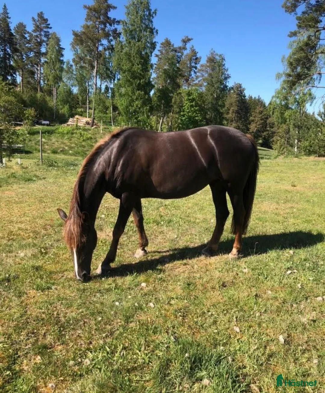 Övrigt hästar till salu: Vackert D-ponnysto - Annons 1