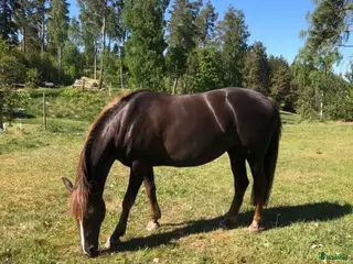 hästar Vackert D-ponnysto - Annons 1