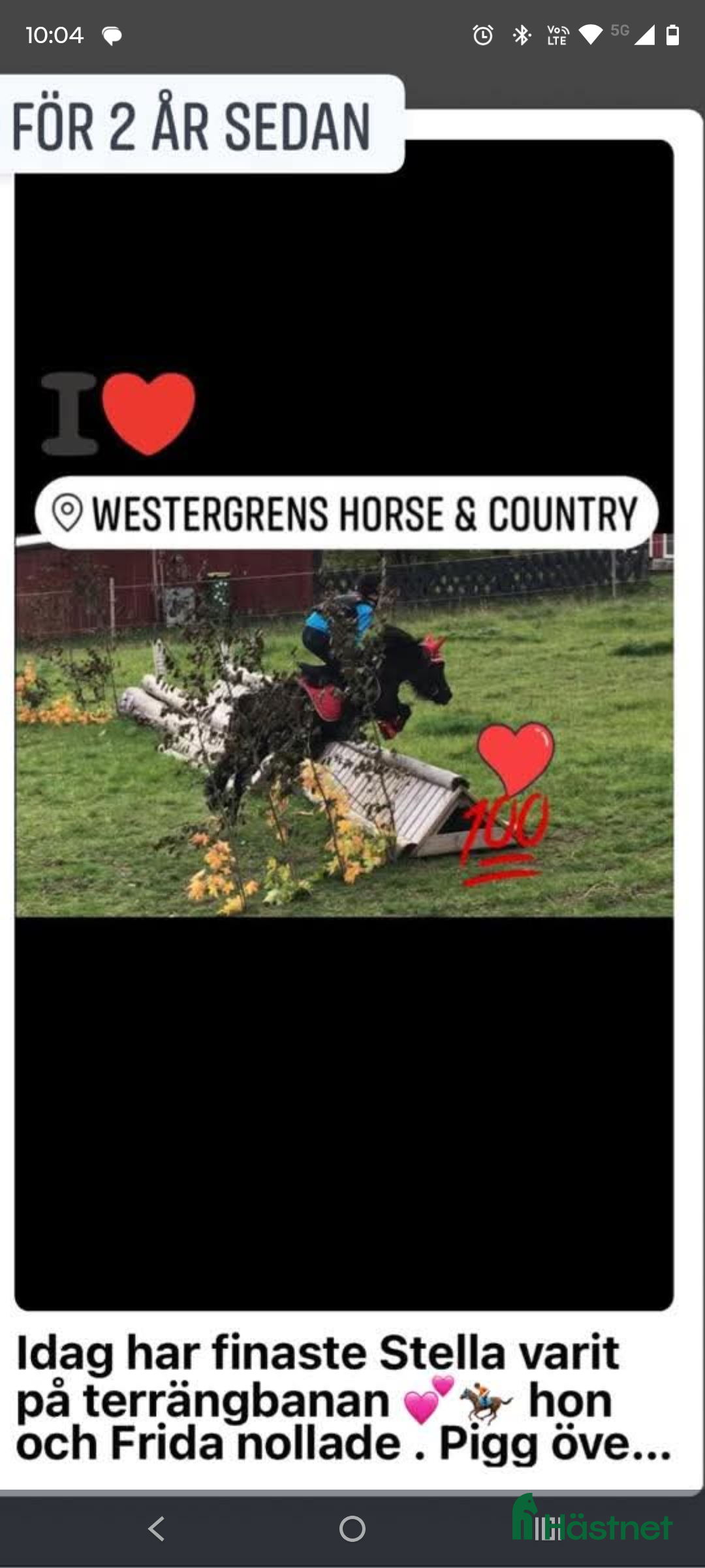 Allround hästar till salu: Underbar shetlandsponny  i Skara - Annons 4