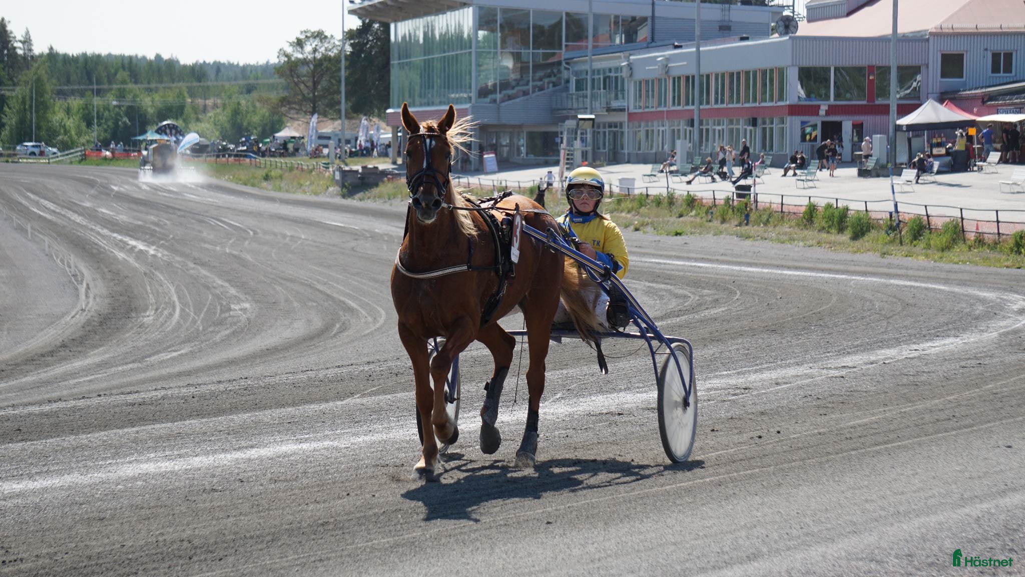 Allround hästar till salu: Vackert fuxsto i Bygdeå - Annons 2