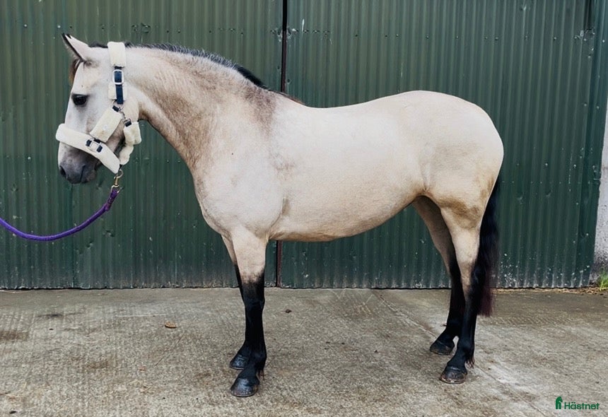  hästar Beautiful Connemara mare! - Annons 4