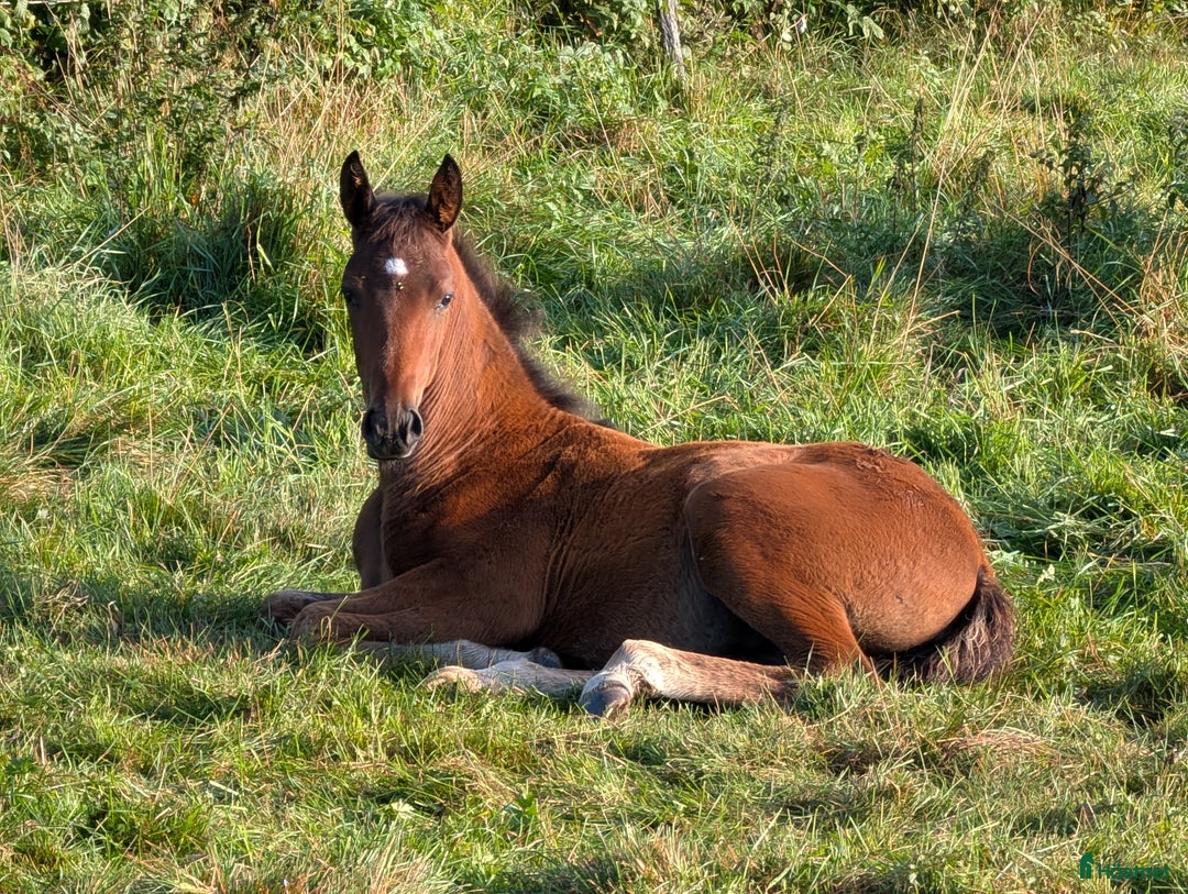 Allround hästar till salu: Trevligt knabstruppersto - föl född 2025 i Falköping - Annons 1