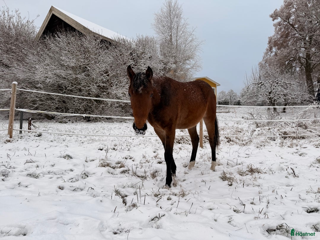 Allround hästar till salu: Blivande 2 åring Kat D i Vimmerby - Annons 2