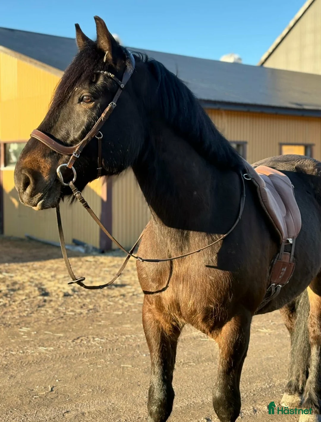 Allround hästar till salu: Blivande tävlingshäst - Annons 1