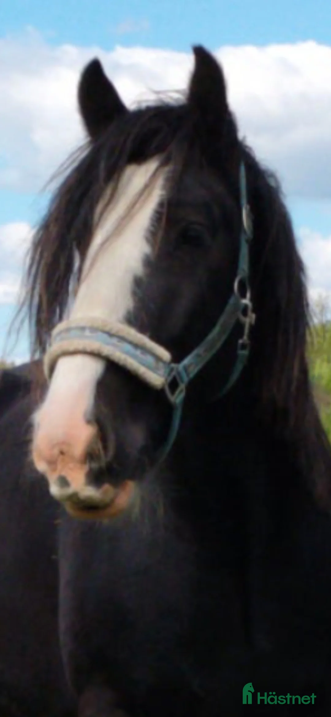 Allround hästar till salu: 5-årig Irish Cob valack i Vendelsö - Annons 3