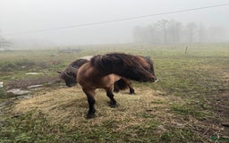 Island hästar till salu: 1  2 årigt  sto i Ramsberg - Bild 5