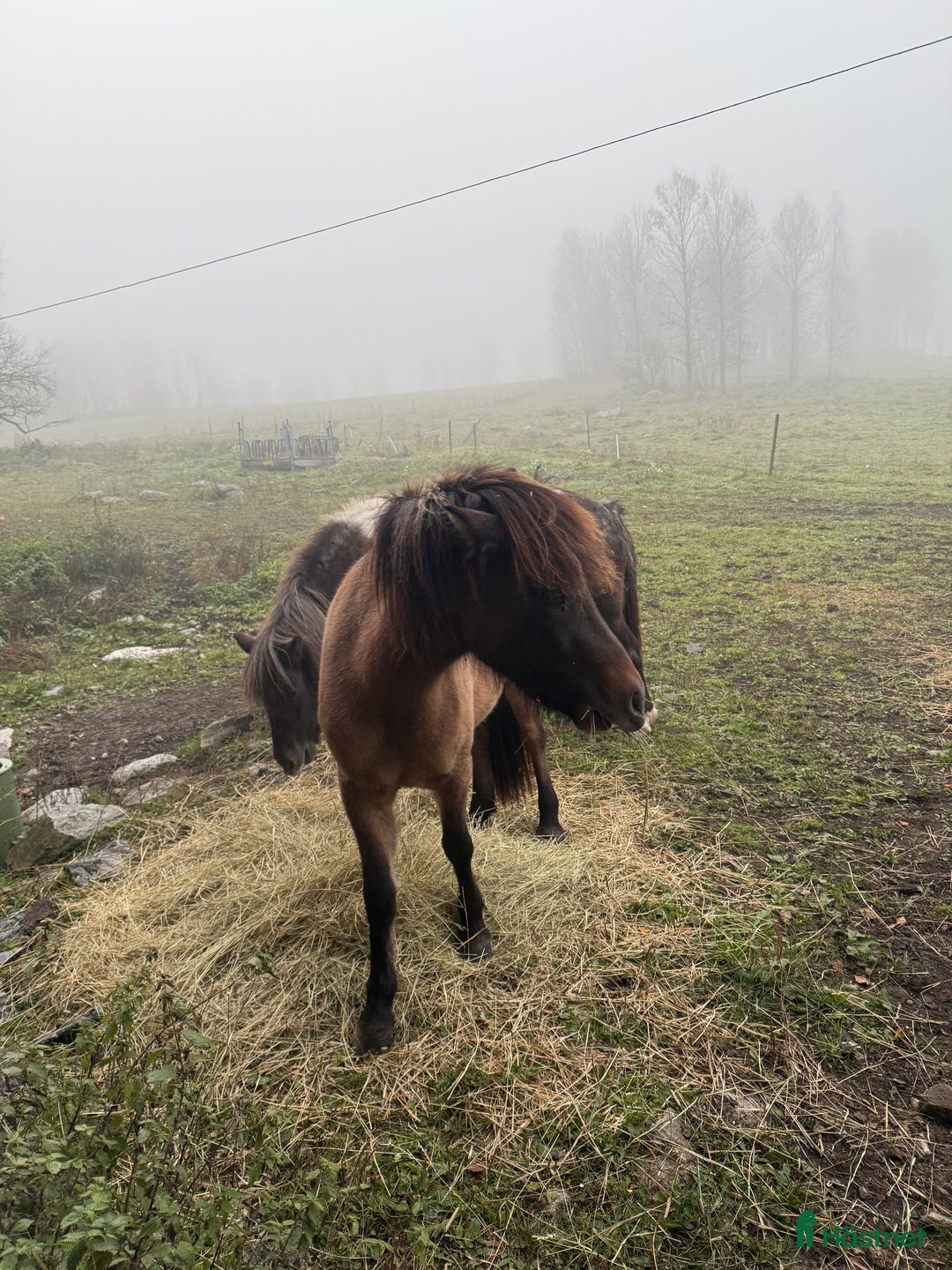 Island hästar till salu: 1  2 årigt  sto i Ramsberg - Bild 5