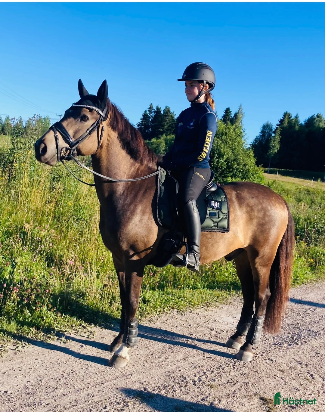 Dressyr hästar till salu: Guldkille till salu! i Kvissleby - Annons 16