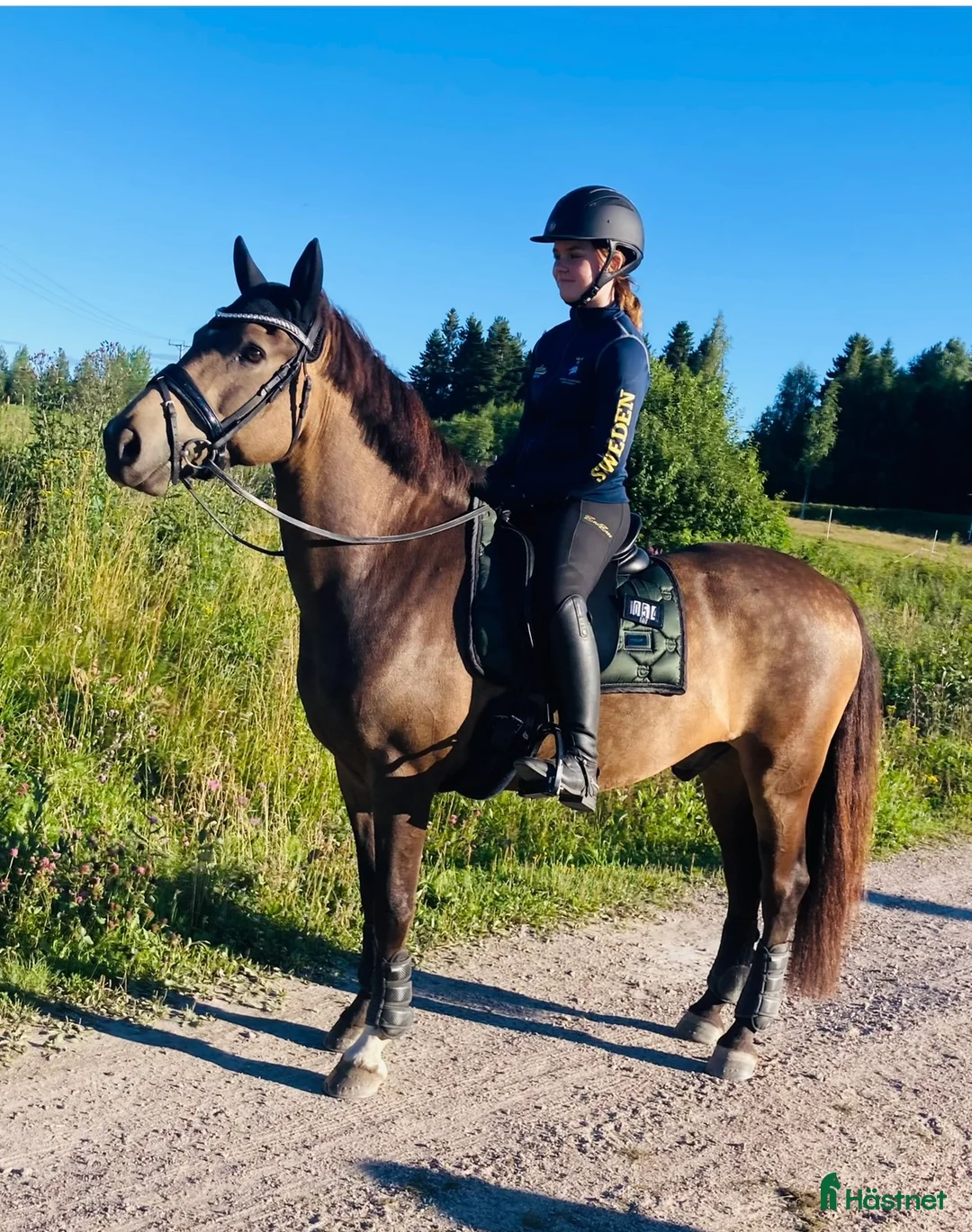 Dressyr hästar till salu: Guldkille till salu! i Kvissleby - Annons 16